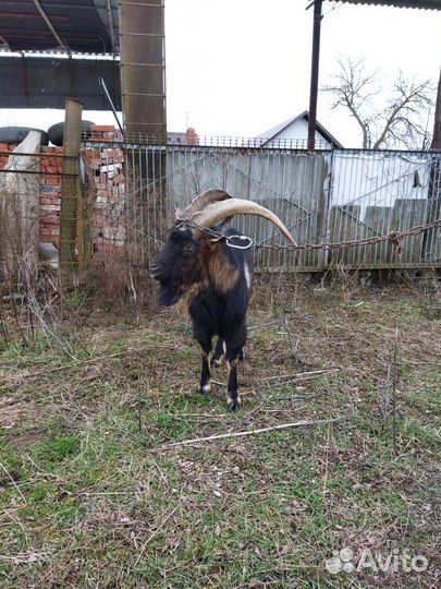 Нубийский козел на племя