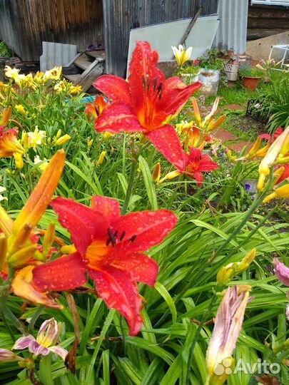 Набор лилейников крупноцветковые