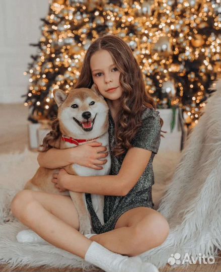 Собака для фотосессии