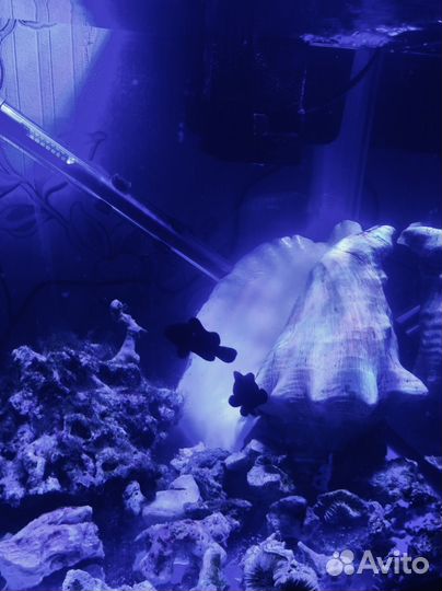Морской аквариум