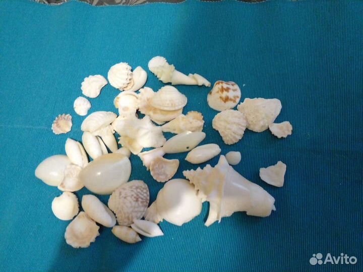 Ракушки с о. Куба, икебана пальмы, веер