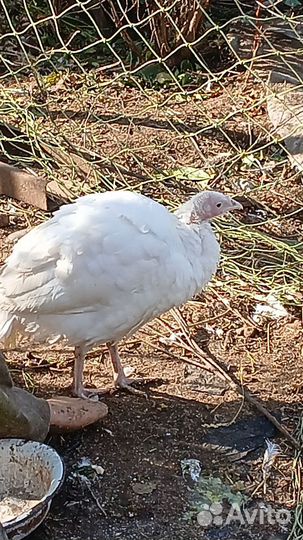 Индюки на мясо