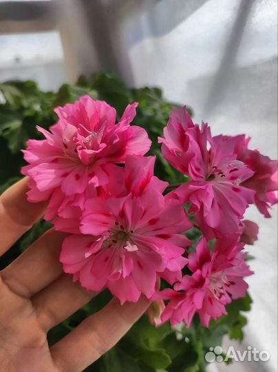 Пеларгония герань Unicorn zonartic rose