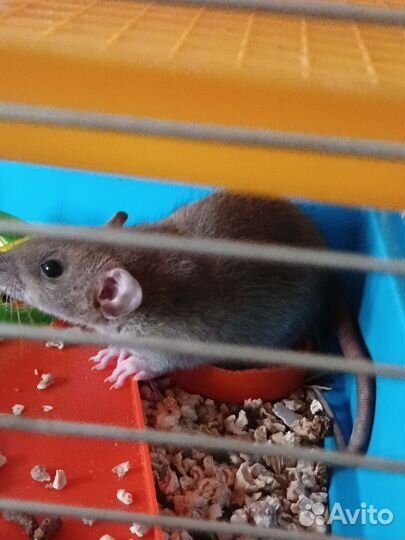 Крысёнок дамбо (мальчик)