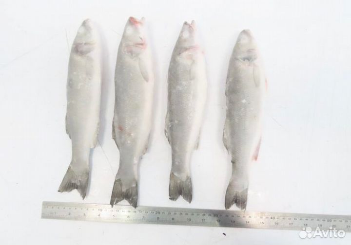 Оптом Сибас с/м