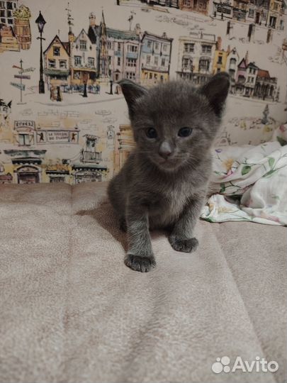 Котенок девочка метис