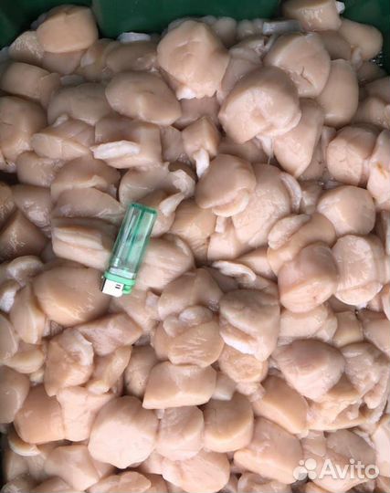 Морской гребешок