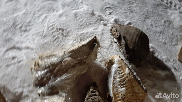 Зуб мамонта