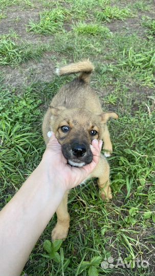 Щенки лайки (метис ) мама лайка щенки