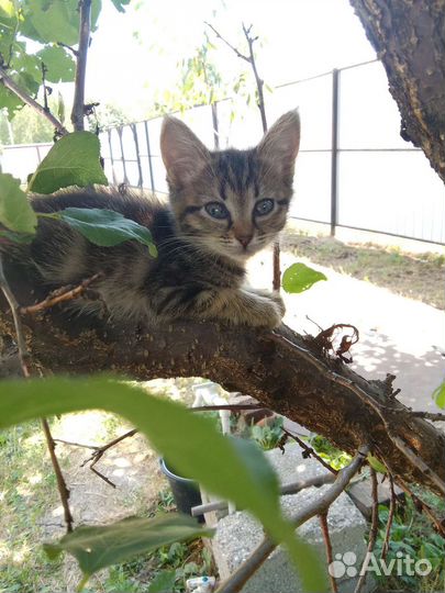 Кошка в дар