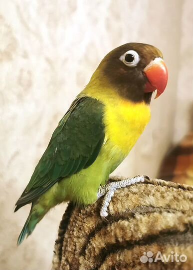 Попугай неразлучник, масковый. Продам