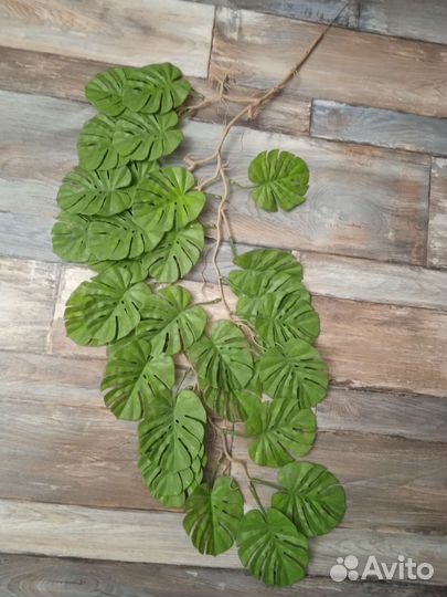 Монстера ампельная