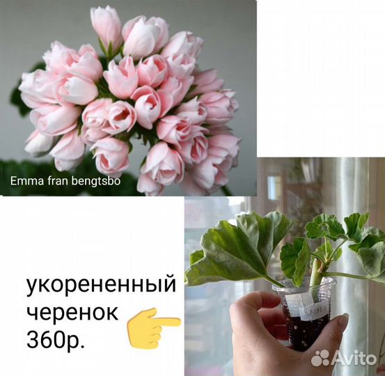 Укорененные черенки пеларгоний
