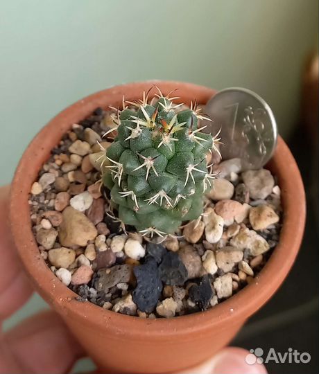 Молодые кактусы и суккуленты -1