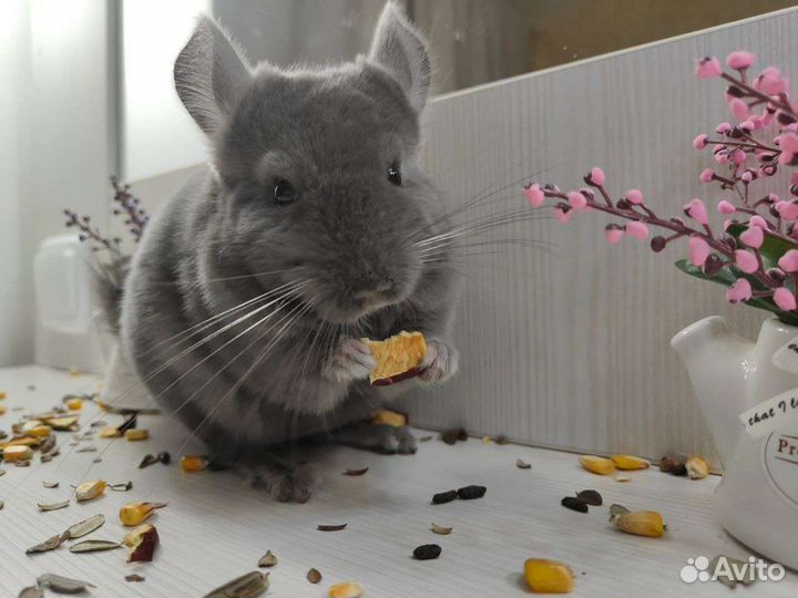 Шиншилла из домашнего питомника