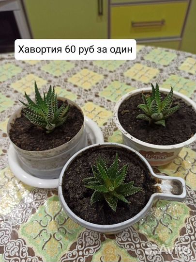 Комнатные цветы в ассортименте плюс отростки