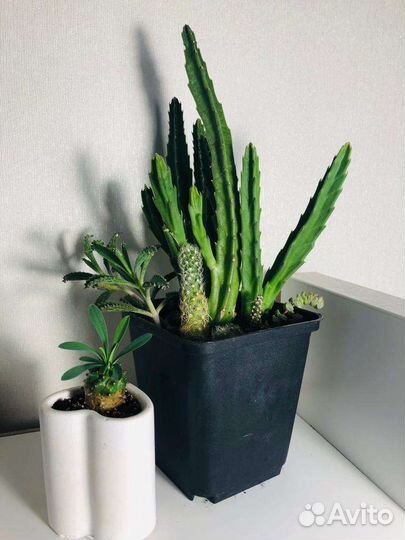 Кактусы и суккуленты