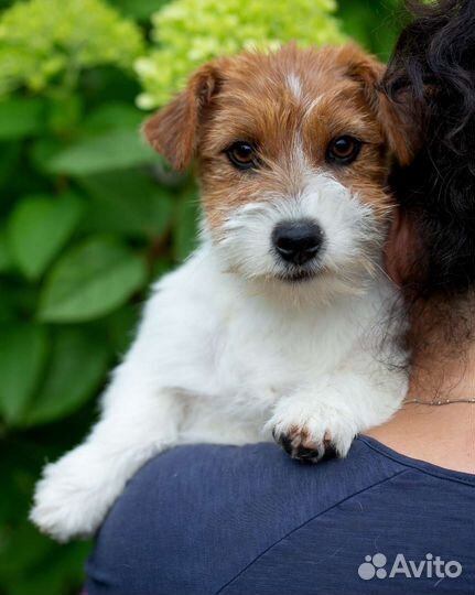 Щенки джек Рассел терьер жесткошерстный