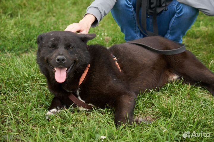 Собака в добрые руки. Трюфель ищет дом