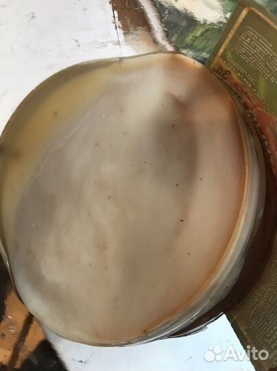 Комбуча, чайный гриб