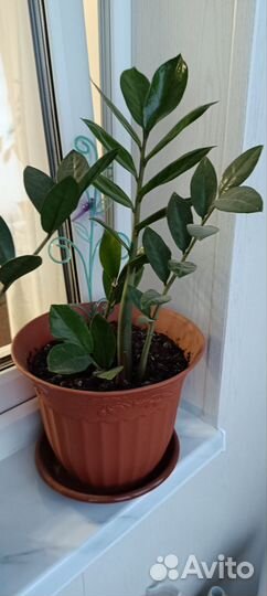 Замиокулькас