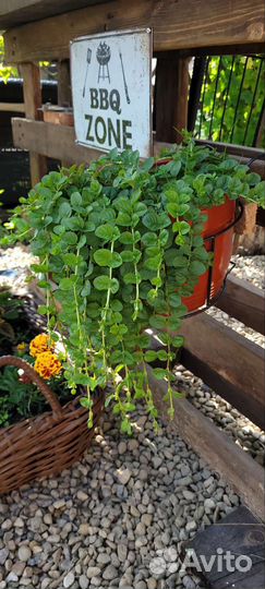 Вербейник монетчатый