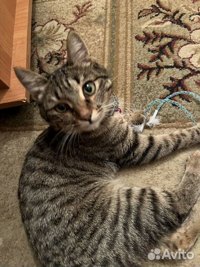 Кошки в добрые руки