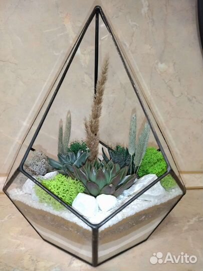 Флорариум растения