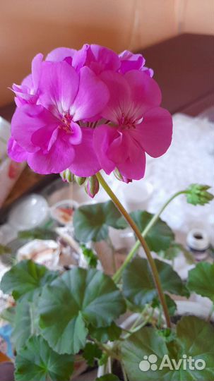 Пеларгония герань