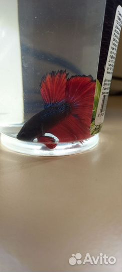 Петушок Супер Дельта