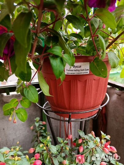 Фуксия в кашпо