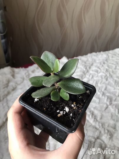 Крассула толстянка