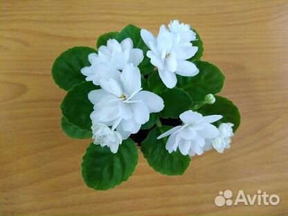 Сортовые фиалки мини/полумини