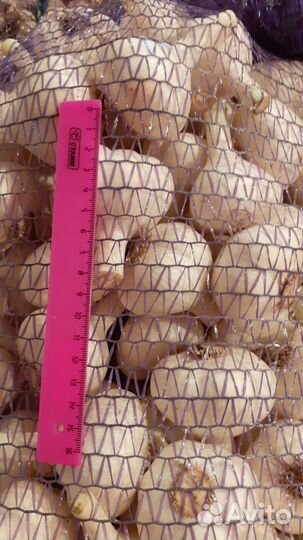 Чеснок Любаша