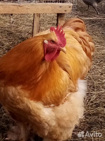 Петушок породы кохин