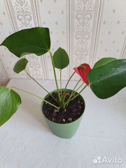 Цветущий антуриум mini красный