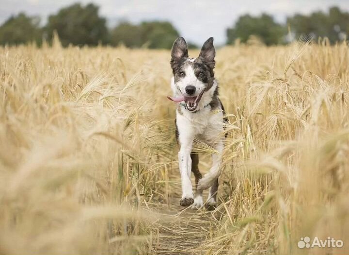 Электронный ошейник для собак