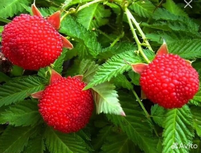 Кустики ежемалины