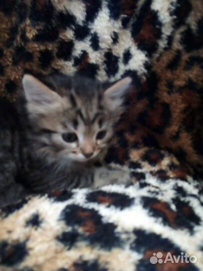 Котята,мальчики,в добрые руки