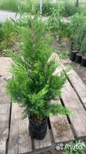 Туя Книжка Туя Пирамидальная 50-80см