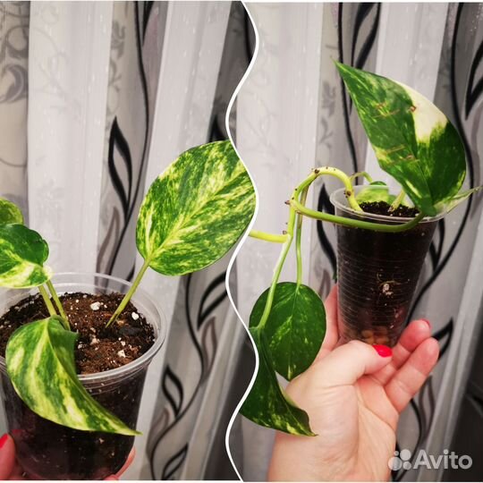 Комнатные цветы