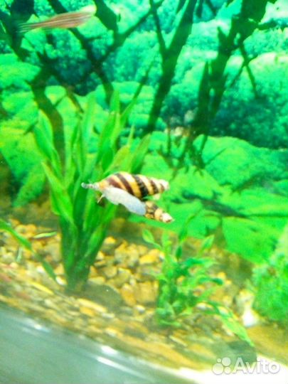 Улитка Хелена