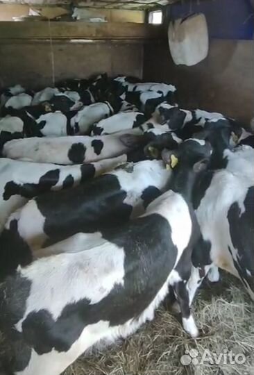 Телята бычки