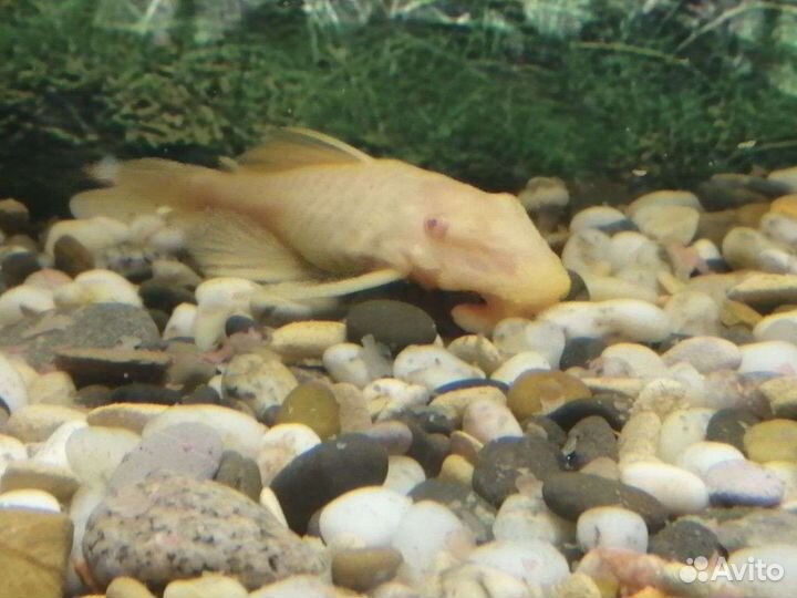 Аквариумные рыбки, гуппи, анциструс