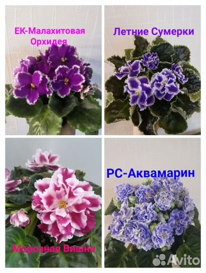Детки сортовых фиалок