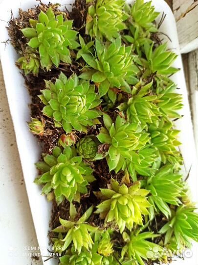 Молодило Каменная роза- уличное растение