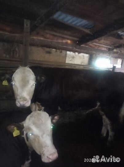Продам быков