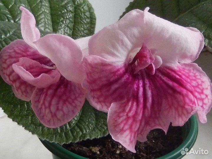 Стрептокарпусы