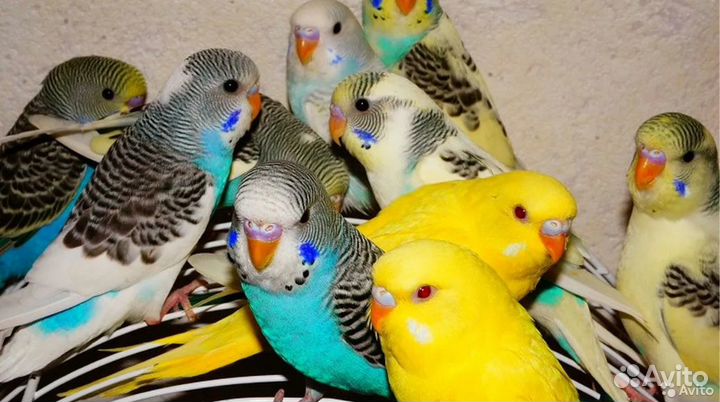Птенчики 35-55 дней волнистых попугаев