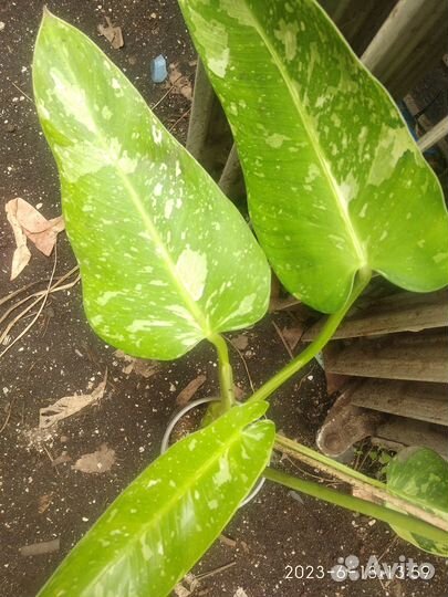 Филодендрон Имбе Вайт марбл